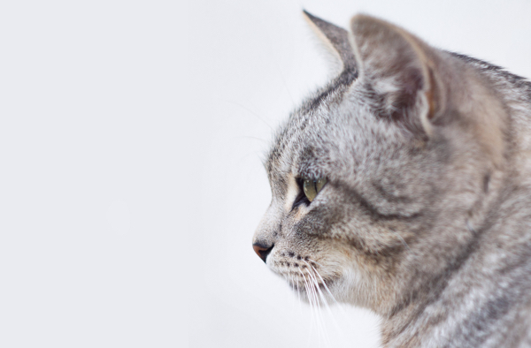 Katzenzubehoer auf Rechnung