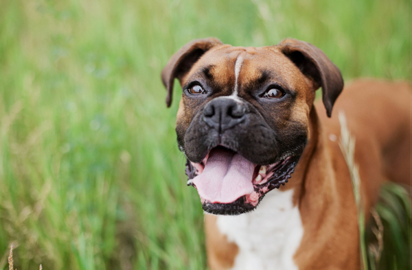 Hundezubehoer auf Rechnung bestellen